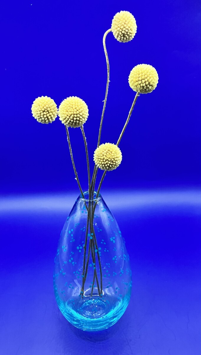 Uitgelichte afbeelding voor “Vaasje, blauw glas met stippen en vijf craspedia's”