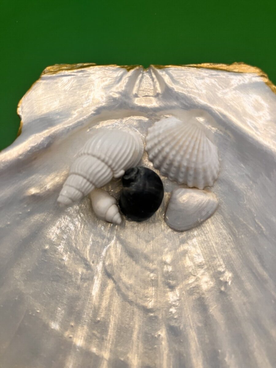 Sint-jacobsschelp naturel met schelpjes - Afbeelding 3