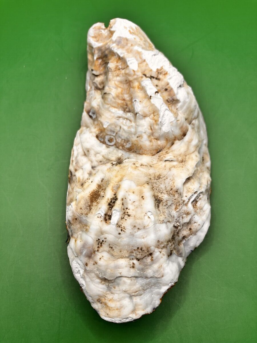 Kleine oesterschelp gekleurde huizen - Afbeelding 3